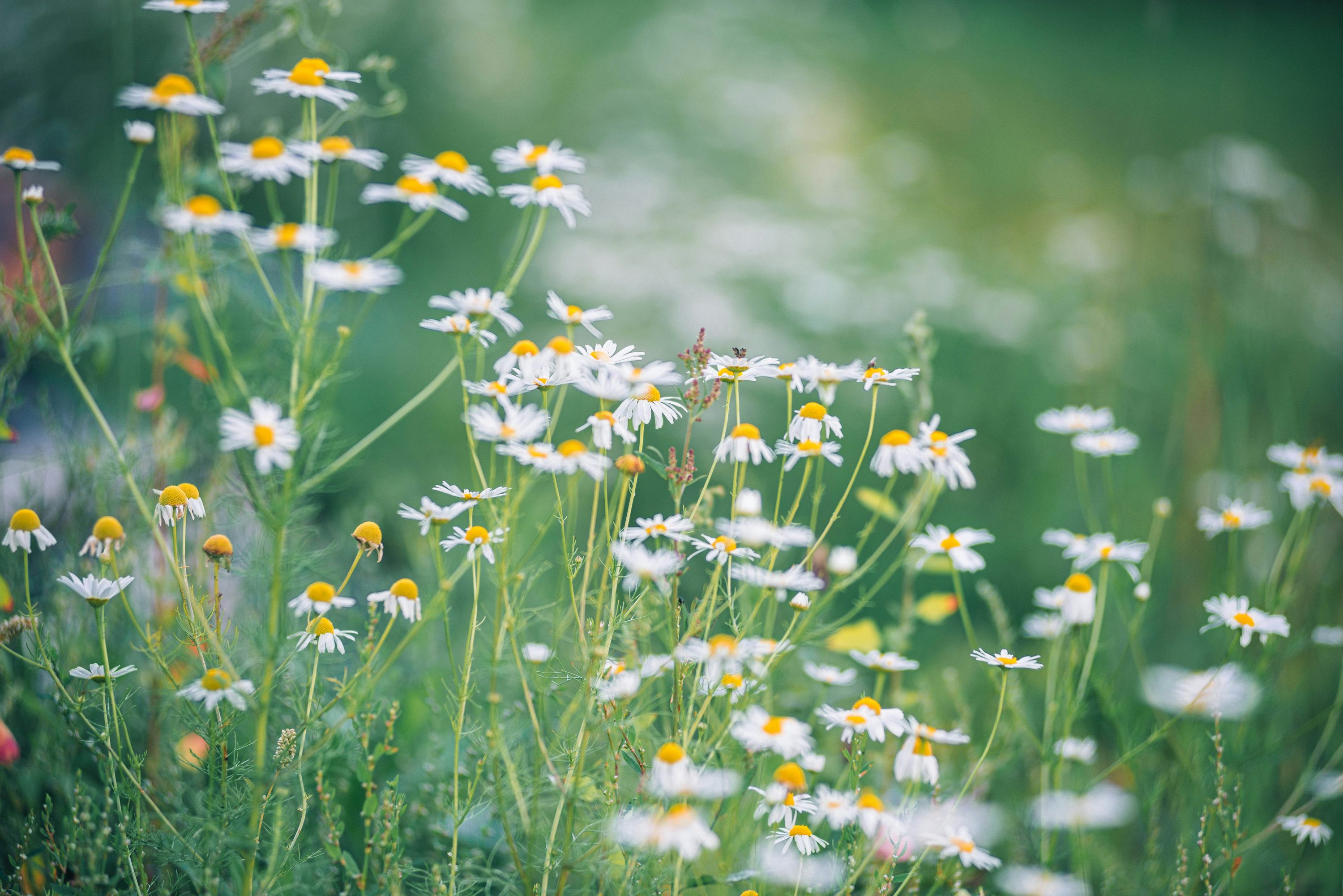 Margeriten-Wiese