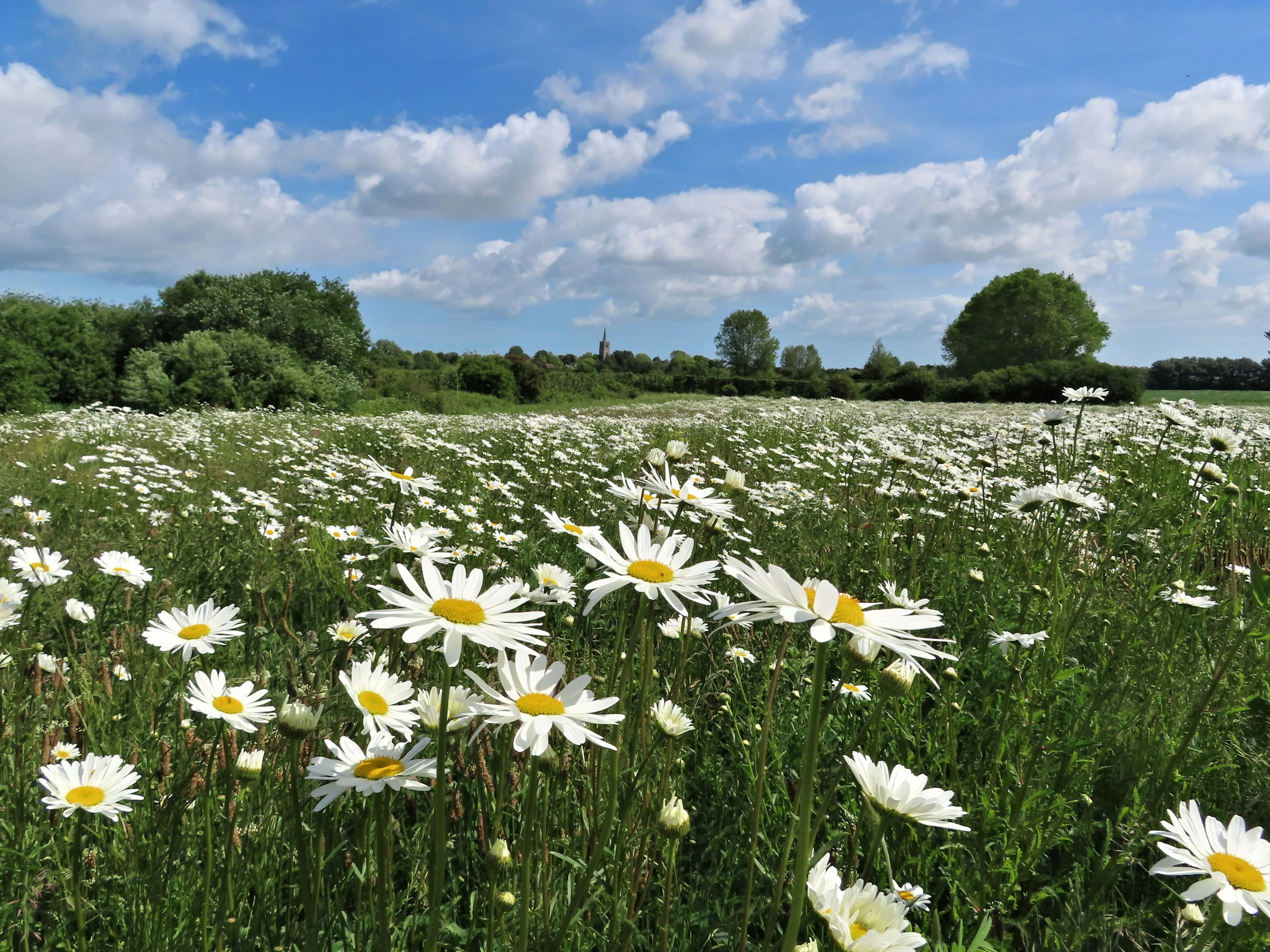 Margeriten auf einer Wiese
